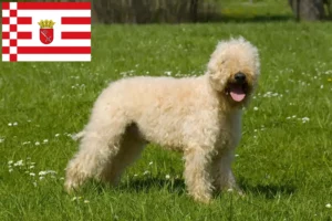 Read more about the article Irish Soft Coated Wheaten Terrier opdrættere og hvalpe i Bremen