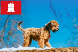 Read more about the article Irish Soft Coated Wheaten Terrier opdrættere og hvalpe i Hamborg