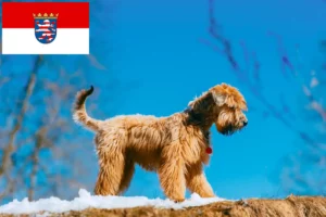 Read more about the article Irish Soft Coated Wheaten Terrier opdrættere og hvalpe i Hessen