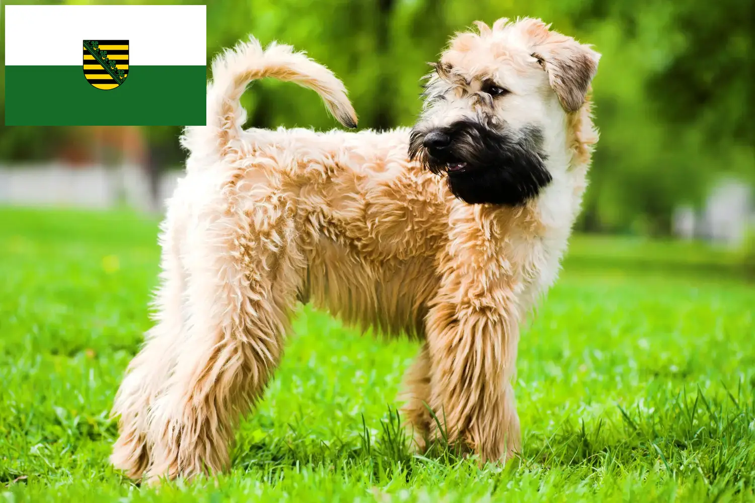 Read more about the article Irsk Soft Coated Wheaten Terrier opdrættere og hvalpe i Sachsen