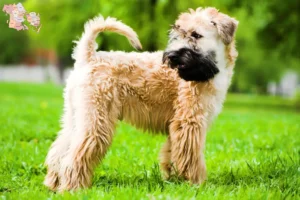 Read more about the article Irish Soft Coated Wheaten Terrier opdrættere og hvalpe i Syddanmark