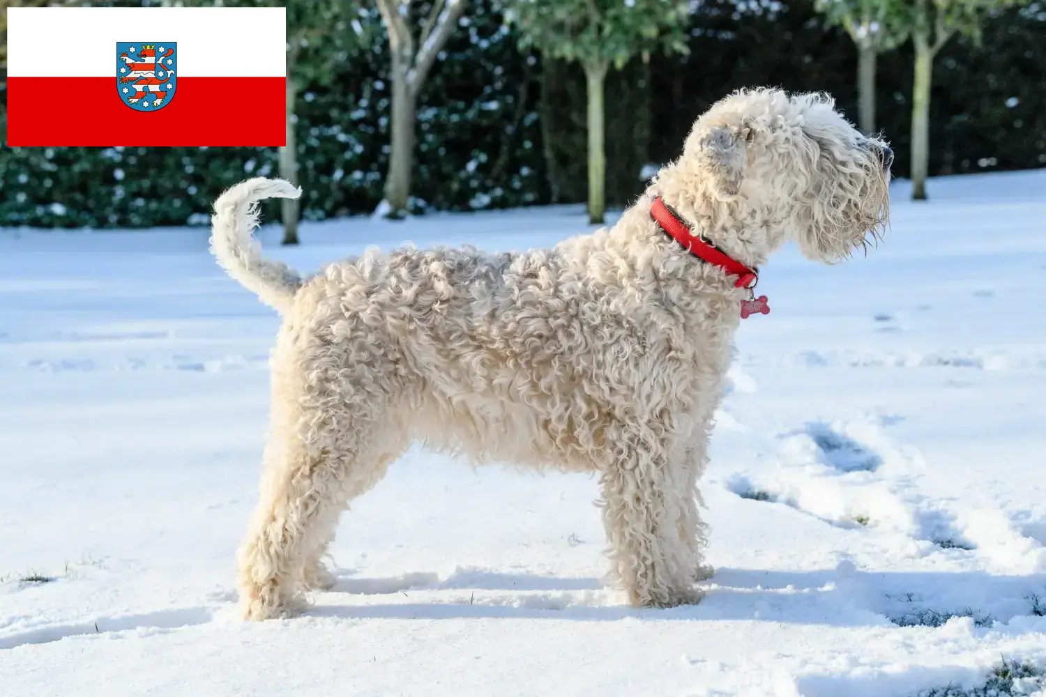 Read more about the article Irish Soft Coated Wheaten Terrier opdrættere og hvalpe i Thüringen