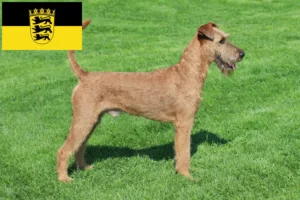 Read more about the article Irish Terrier opdrættere og hvalpe i Baden-Württemberg