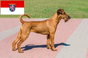 Read more about the article Irish Terrier opdrættere og hvalpe i Hessen