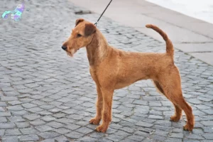 Read more about the article Irish Terrier opdrættere og hvalpe i Nordjylland