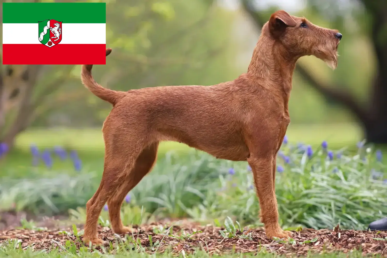 Read more about the article Irish Terrier opdrættere og hvalpe i Nordrhein-Westfalen