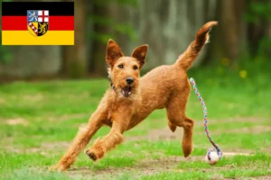 Read more about the article Irish Terrier opdrættere og hvalpe i Saarland