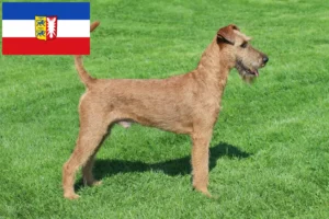 Read more about the article Irish Terrier opdrættere og hvalpe i Slesvig-Holsten