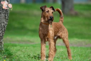 Read more about the article Irish Terrier opdrættere og hvalpe i Syddanmark