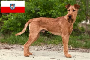 Read more about the article Irish Terrier opdrættere og hvalpe i Thüringen