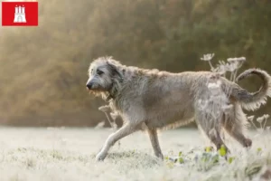 Read more about the article Irsk ulvehundeopdrættere og hvalpe i Hamborg