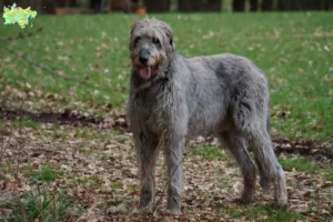 Read more about the article Irsk ulvehundeopdrættere og hvalpe i Midtjylland