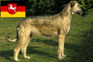 Read more about the article Irsk ulvehundeopdrættere og hvalpe i Niedersachsen