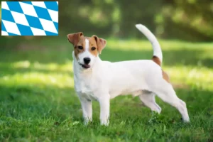 Read more about the article Jack Russell-opdrættere og hvalpe i Bayern