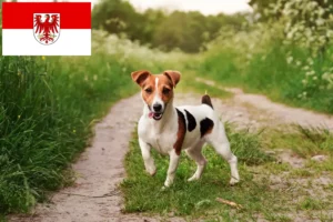 Read more about the article Jack Russell-opdrættere og hvalpe i Brandenburg