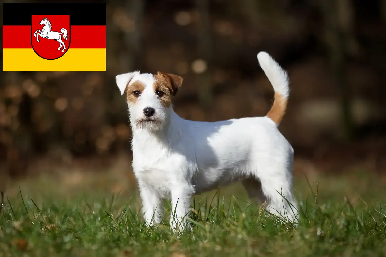 Read more about the article Jack Russell-opdrættere og hvalpe i Niedersachsen