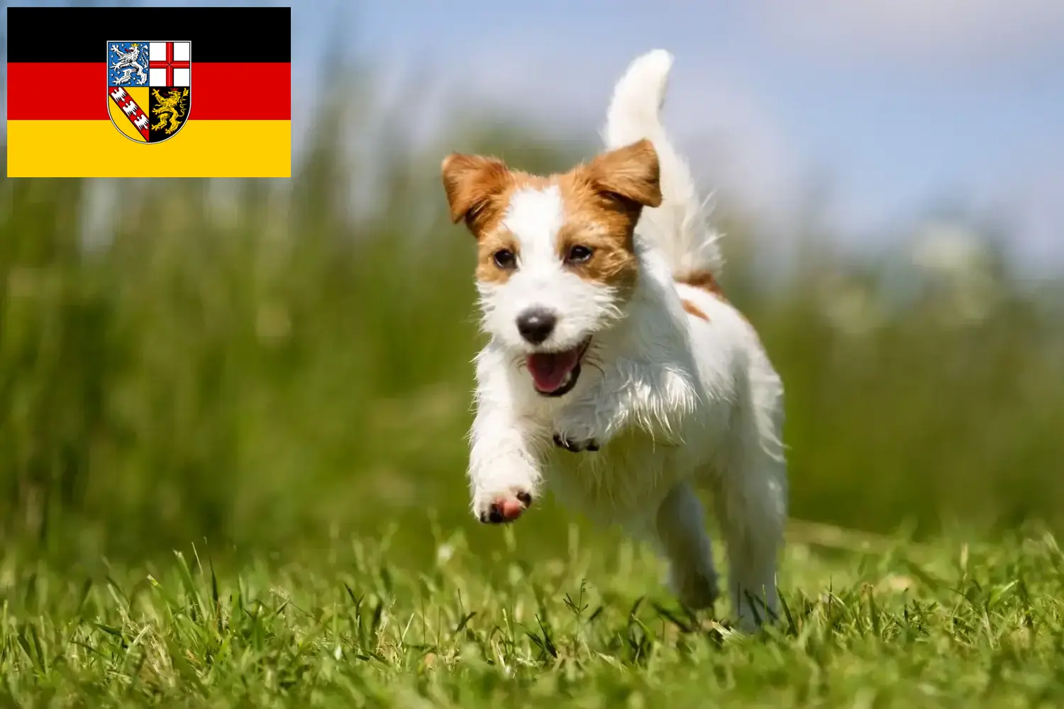 Read more about the article Jack Russell-opdrættere og hvalpe i Saarland