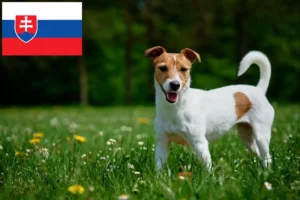 Read more about the article Jack Russell-opdrættere og hvalpe i Slovakiet