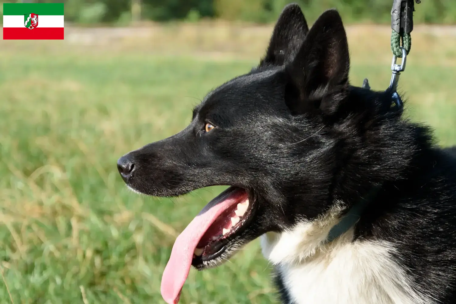 Read more about the article Karelsk bjørnehundeopdrættere og hvalpe i Nordrhein-Westfalen