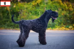 Read more about the article Kerry Blue Terrier opdrættere og hvalpe i Berlin