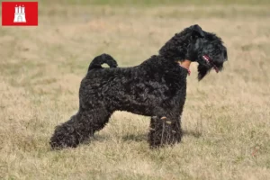 Read more about the article Kerry Blue Terrier opdrætter og hvalpe i Hamborg