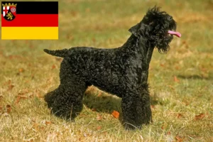 Read more about the article Kerry Blue Terrier opdrættere og hvalpe i Rheinland-Pfalz