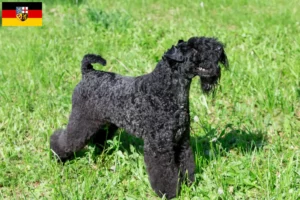 Read more about the article Kerry Blue Terrier opdrættere og hvalpe i Saarland