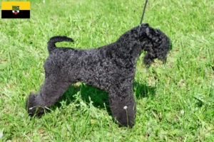 Read more about the article Kerry Blue Terrier opdrættere og hvalpe i Sachsen-Anhalt