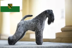 Read more about the article Kerry Blue Terrier opdrættere og hvalpe i Sachsen