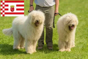 Read more about the article Komondor-opdrættere og hvalpe i Bremen