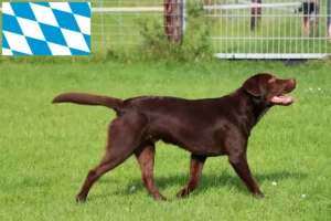 Read more about the article Labradoropdrættere og hvalpe i Bayern