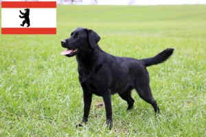 Read more about the article Labradoropdrættere og hvalpe i Berlin