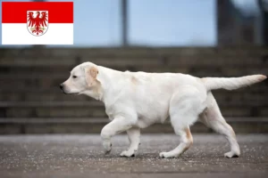 Read more about the article Labradoropdrættere og hvalpe i Brandenburg