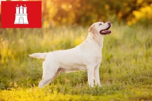 Read more about the article Labradoropdrættere og hvalpe i Hamborg