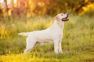 Read more about the article Labradoropdrættere og hvalpe i Hovedstaden