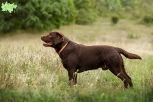 Read more about the article Labradoropdrættere og hvalpe i Midtjylland