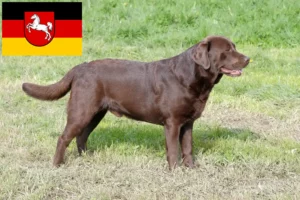 Read more about the article Labradoropdrættere og hvalpe i Niedersachsen