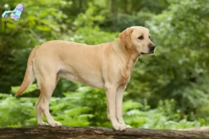 Read more about the article Labradoropdrættere og hvalpe i Nordjylland