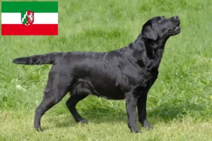 Read more about the article Labradoropdrættere og hvalpe i Nordrhein-Westfalen