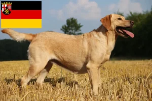 Read more about the article Labradoropdrættere og hvalpe i Rheinland-Pfalz