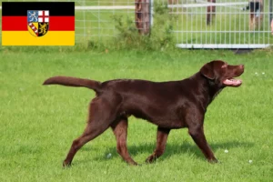 Read more about the article Labradoropdrættere og hvalpe i Saarland