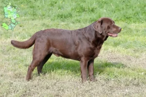 Read more about the article Labradoropdrættere og hvalpe på Sjælland