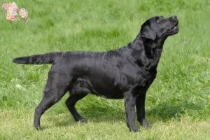 Read more about the article Labradoropdrættere og hvalpe i Syddanmark