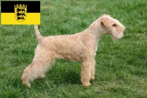 Read more about the article Lakeland Terrier opdrættere og hvalpe i Baden-Württemberg