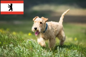 Read more about the article Lakeland Terrier opdrættere og hvalpe i Berlin