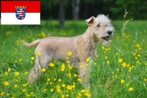 Read more about the article Lakeland Terrier opdrættere og hvalpe i Hessen