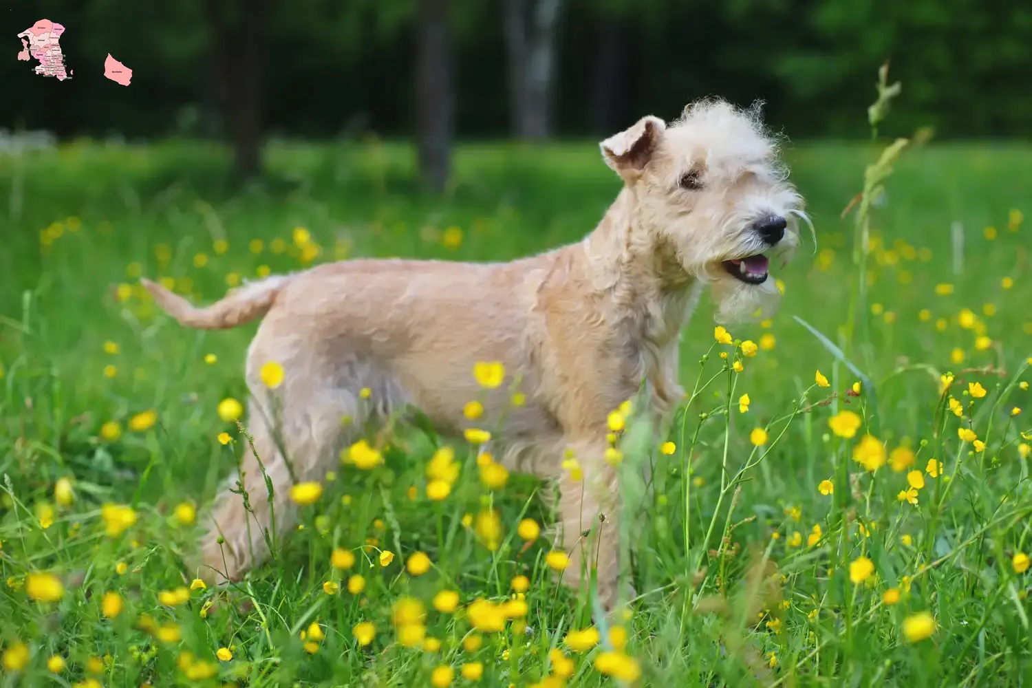 Read more about the article Lakeland Terrier opdrættere og hvalpe i Hovedstaden