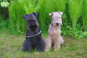 Read more about the article Lakeland Terrier opdrættere og hvalpe i Midtjylland