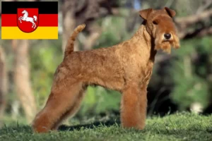 Read more about the article Lakeland Terrier opdrættere og hvalpe i Niedersachsen