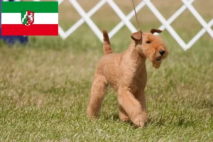 Read more about the article Lakeland Terrier opdrættere og hvalpe i Nordrhein-Westfalen